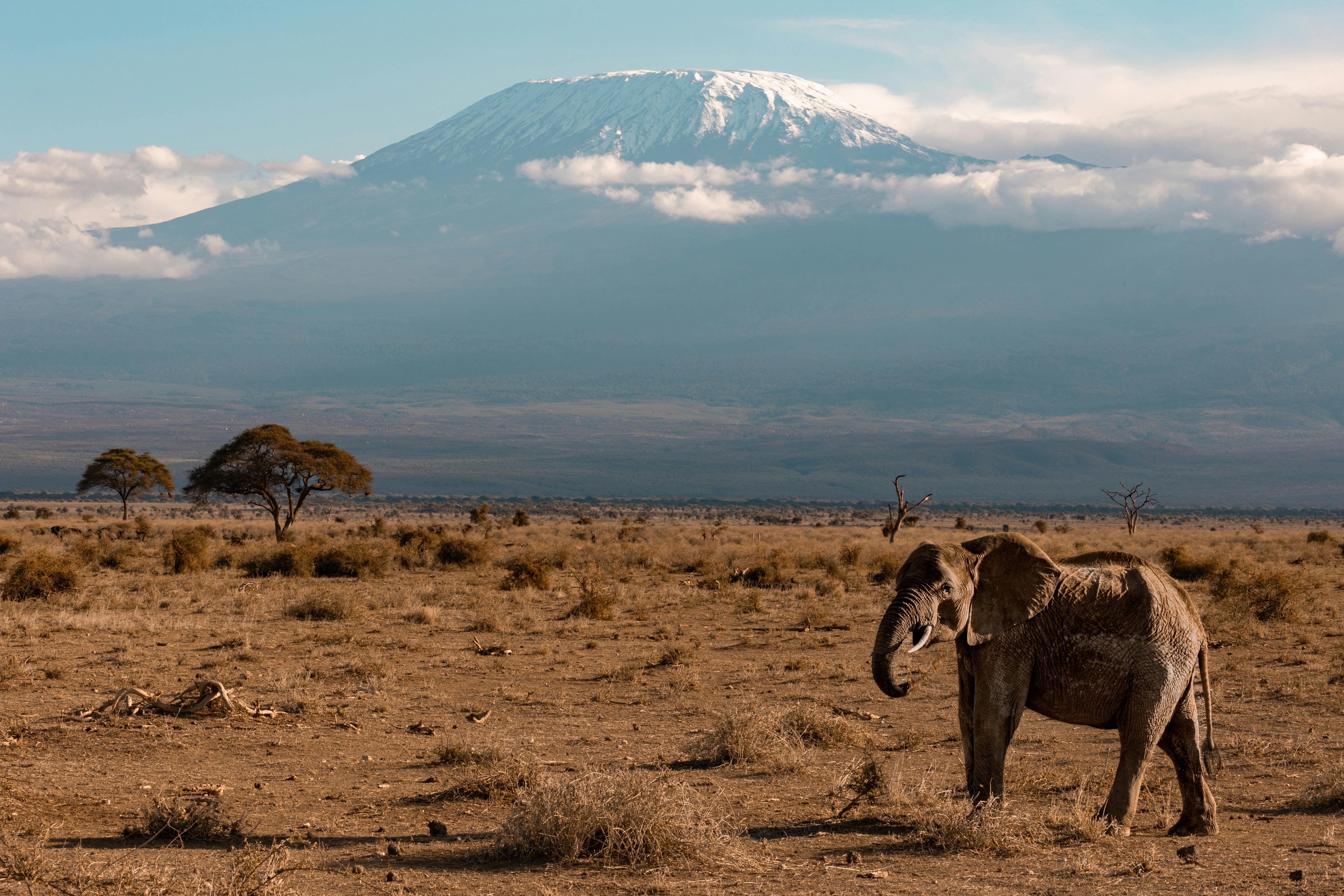 View of Mount Kilimanjaro